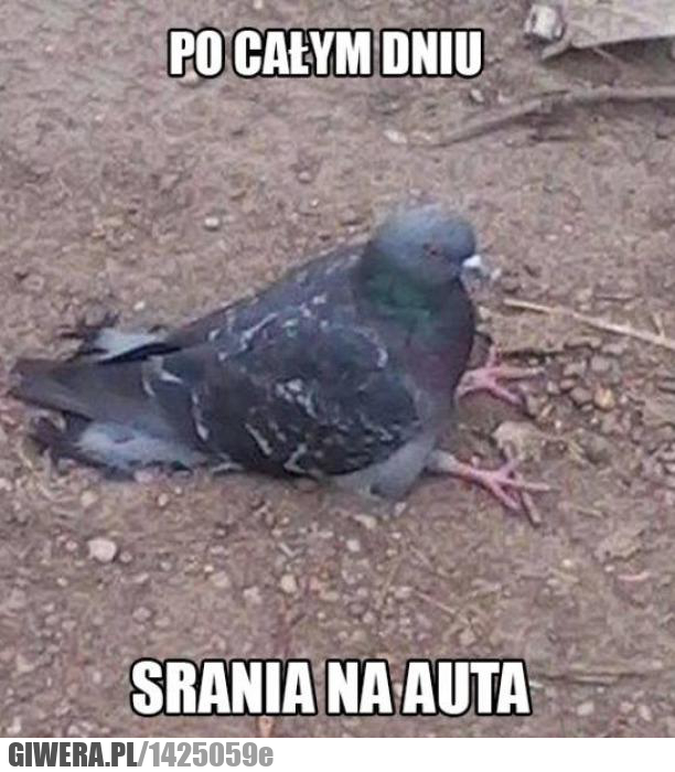 gołąb