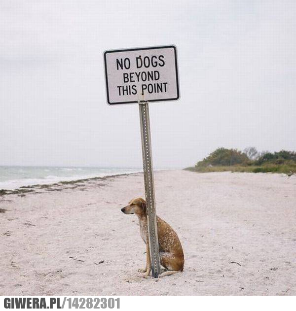 Pies,plaża,znak