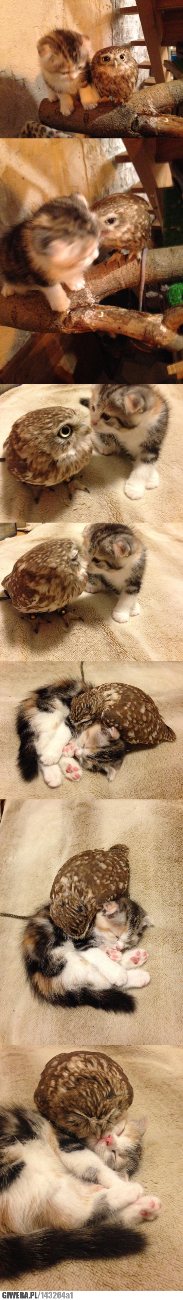 przyjaciele,sowa,kot