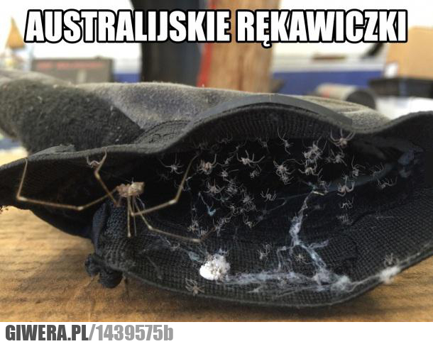 rękawiczki