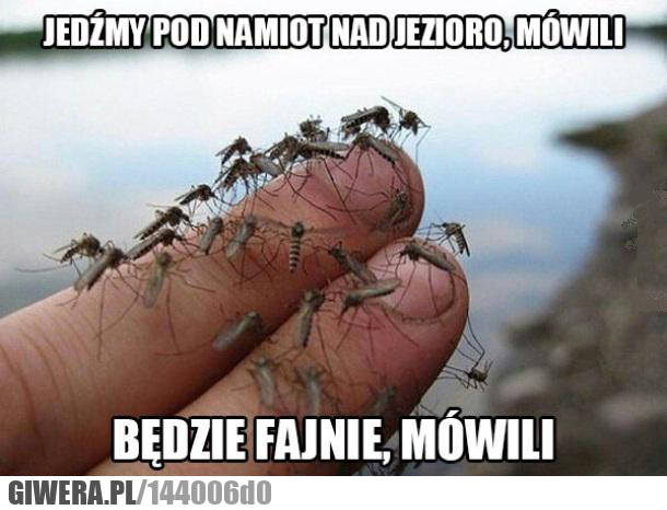 wakacje,namiot,komar