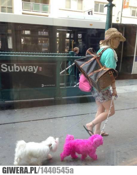 Śmieszny piesek,róż