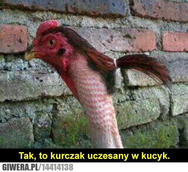 kurczak