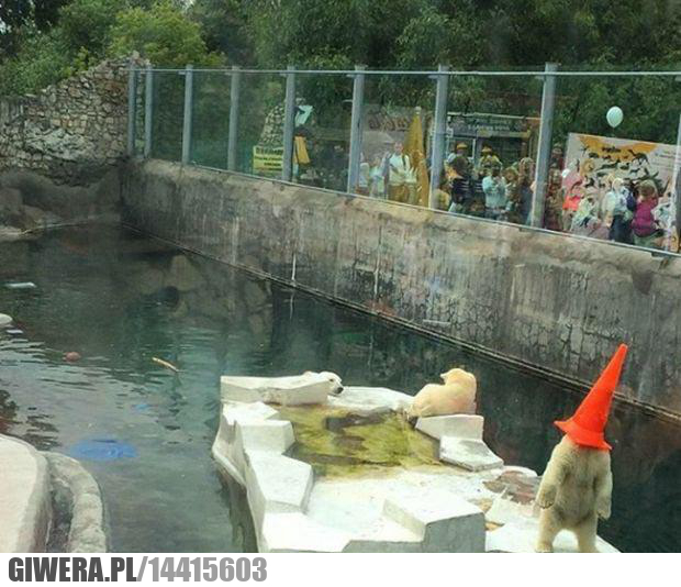 Miś Polarny,Zoo