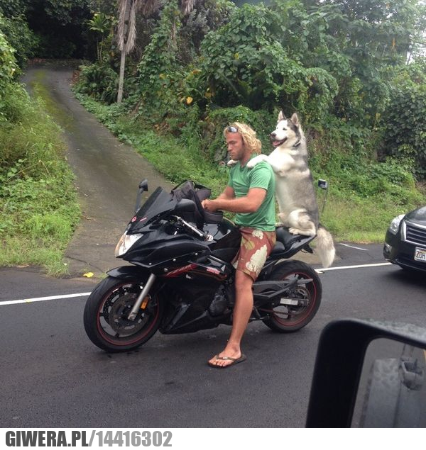 Pies,motor,Motocykl,Husky