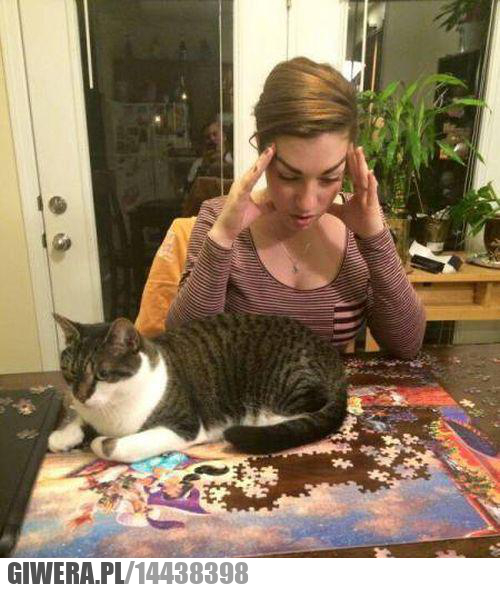 Kot,Puzzle