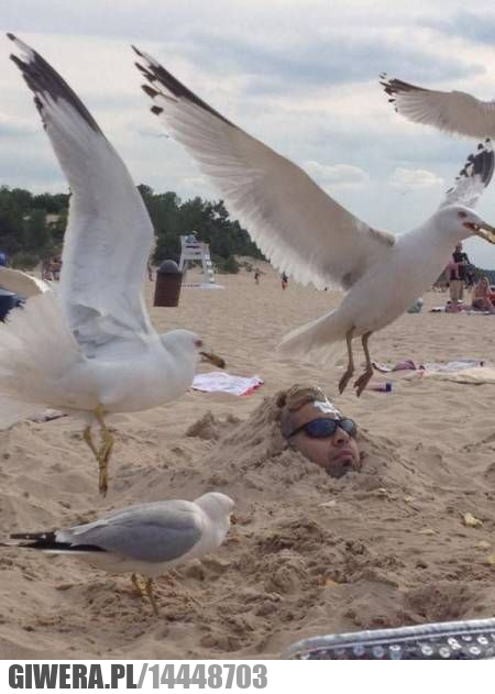 plaża,mewa,kupa