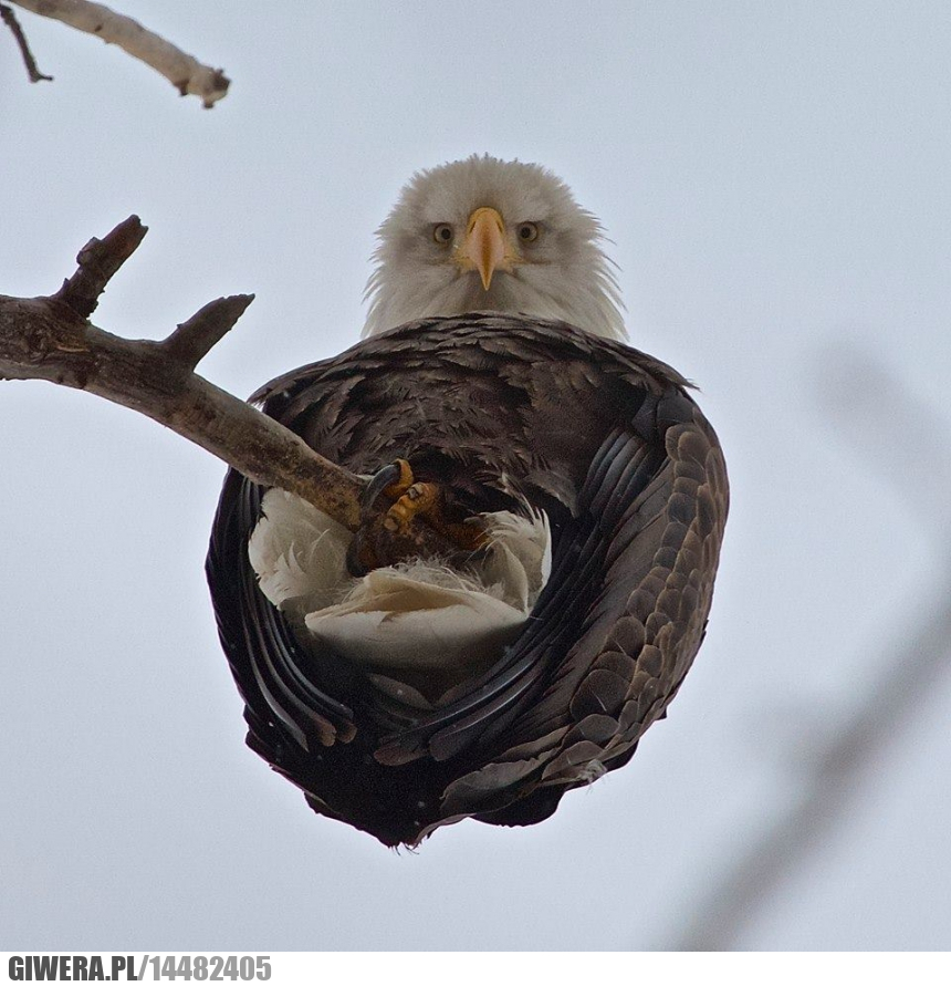 Uszanowanko,Bielik,Orzeł