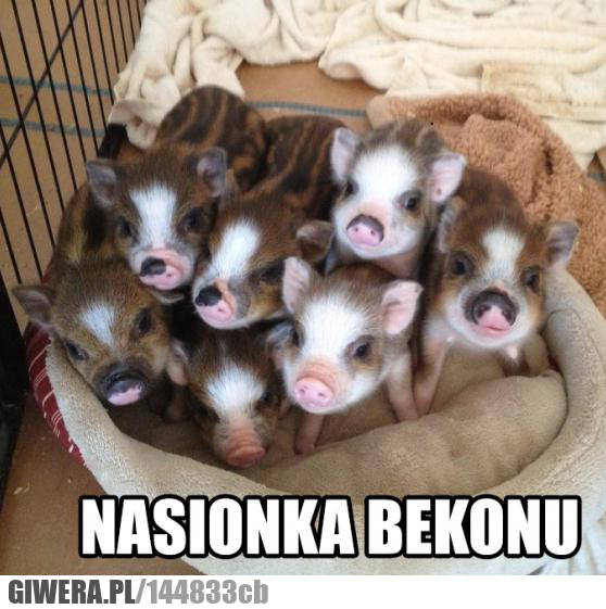 Nasionka bekonu,prosiak