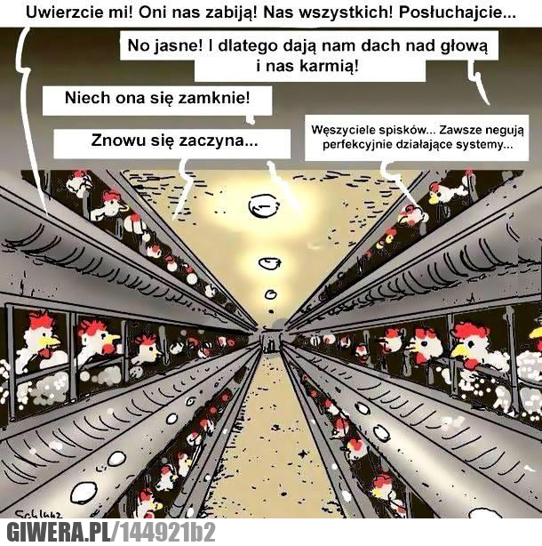 kurczaki