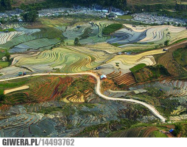 pole ryżowe,wietnam