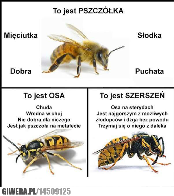 poszczoła