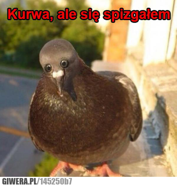 jaszczomp,golab