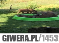 Komuś z moich znajomych na fejsie dziki wlazły do basenu