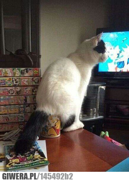 Poranna kawa,kubek,kot