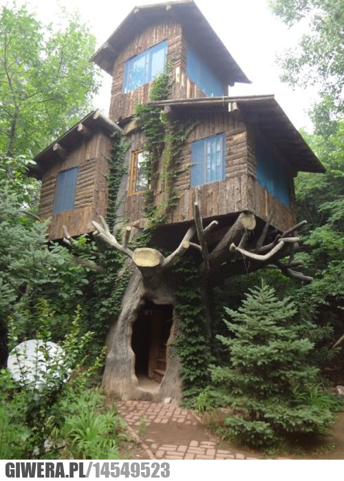 Dom na drzewie