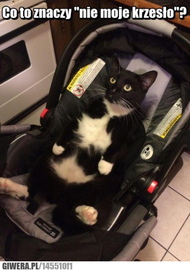 krzesło, kot