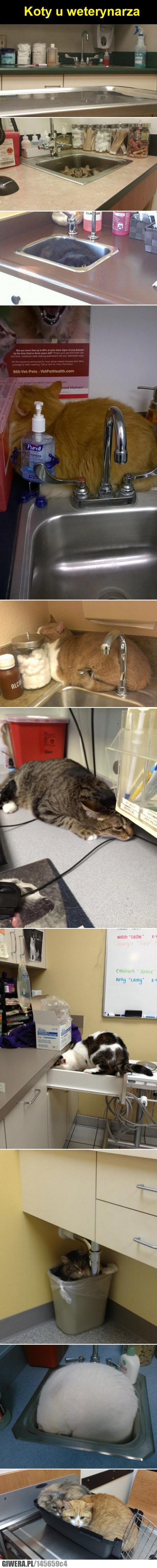 koty,weterynarz