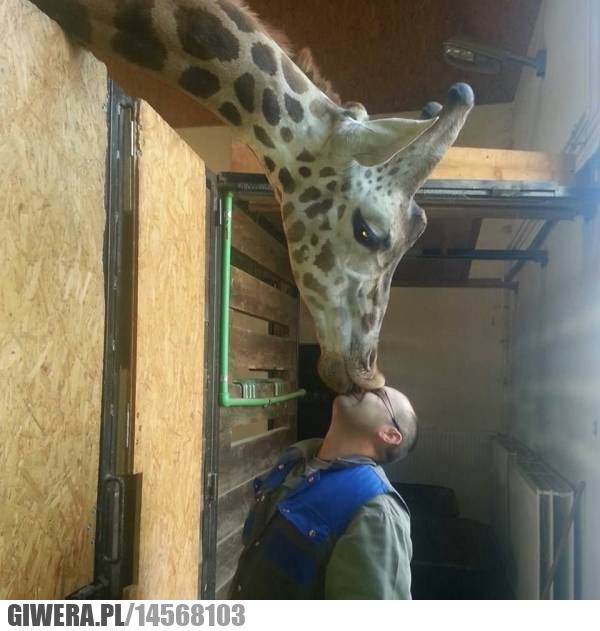 Całus,żyrafa
