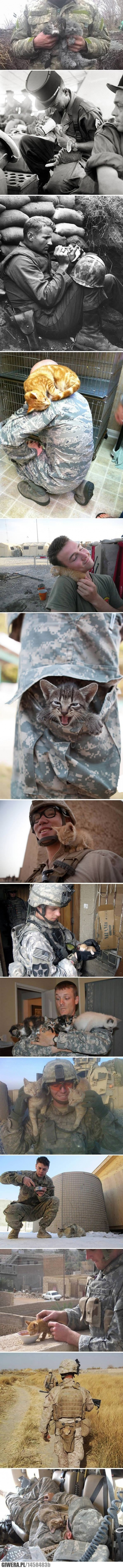 koty,żołnierze