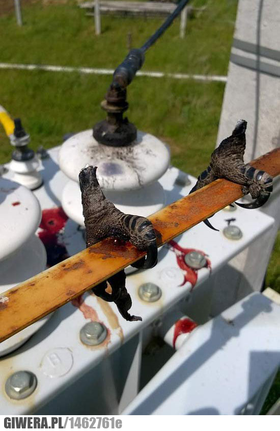 ptak, prąd, pazury, wysokie napięcie