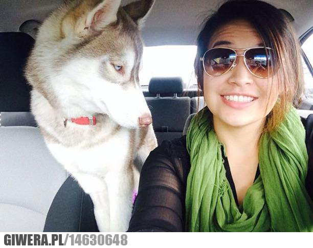 Selfie,Husky