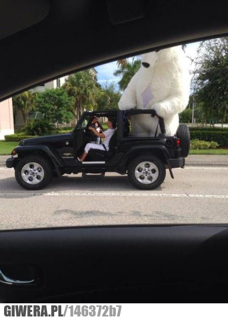 WTF,miś,Jeep