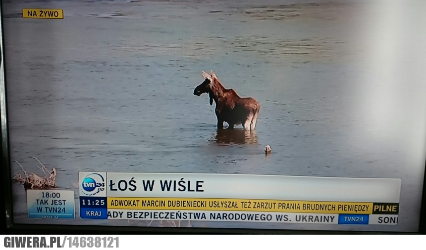 Łoś,Wisła,TVN
