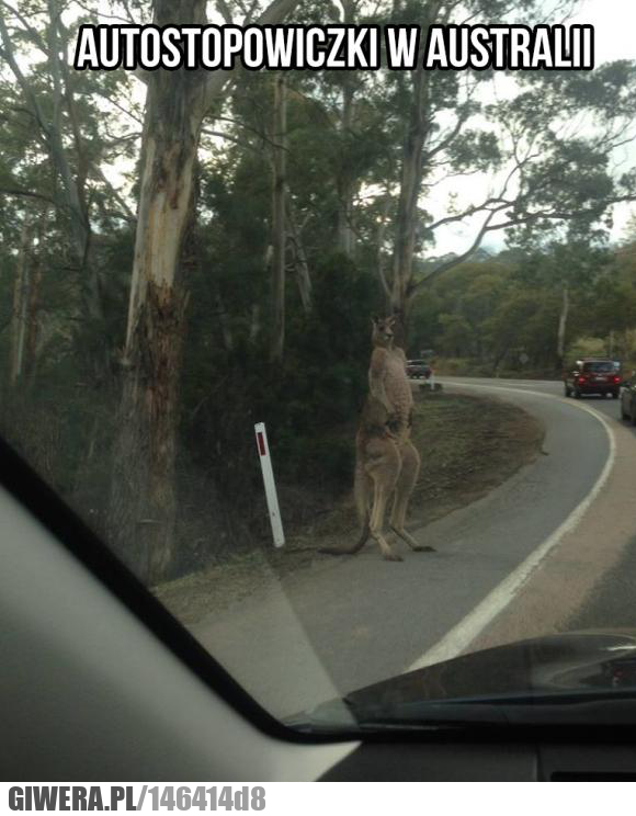 Australia,Autostopowicz,kangur