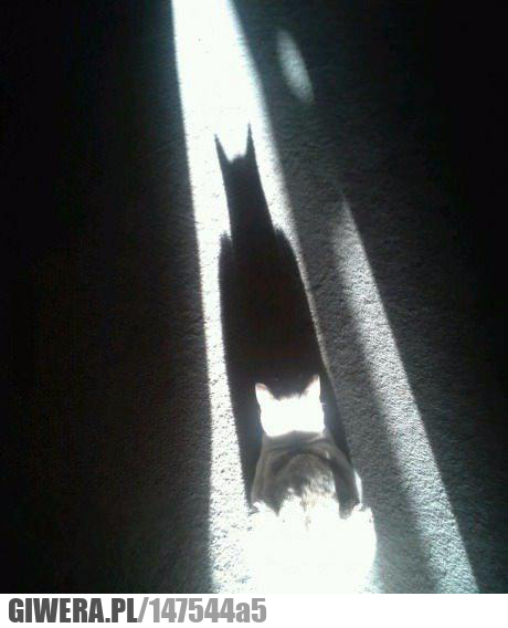 Batman,kotek,cień