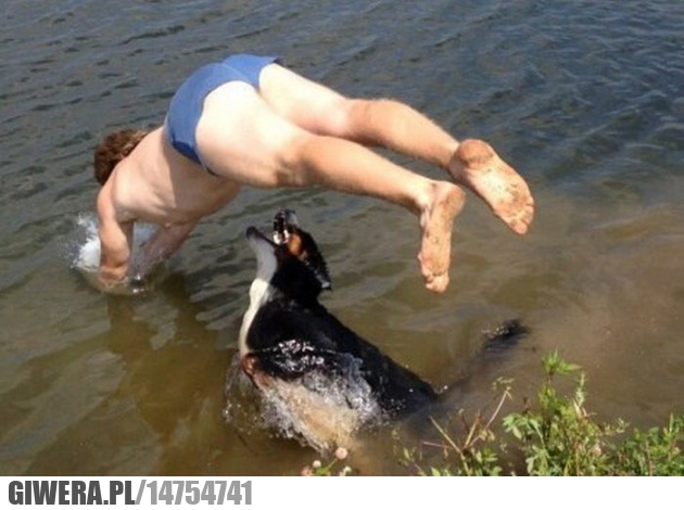Skok do wody,pies,penis,beniz