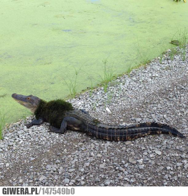 Aligator,sweter,trawa