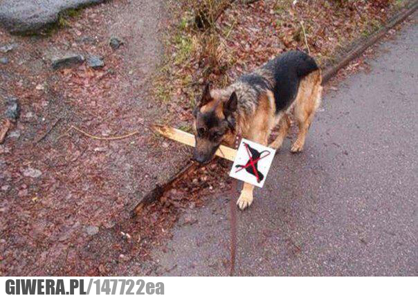 Zasady,tabliczka,zakaz psów,owczarek niemiecki