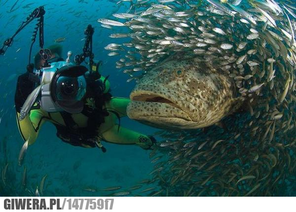 woda, ryba, nurek, zdjęcie,