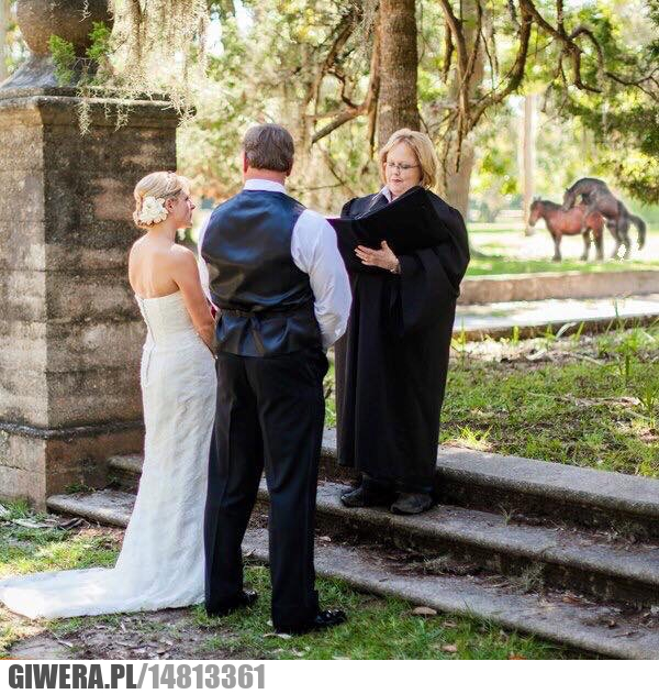 Zdjęcie ślubne,koń