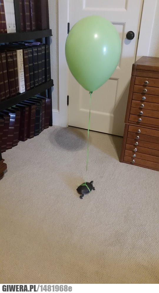 żółw,balon