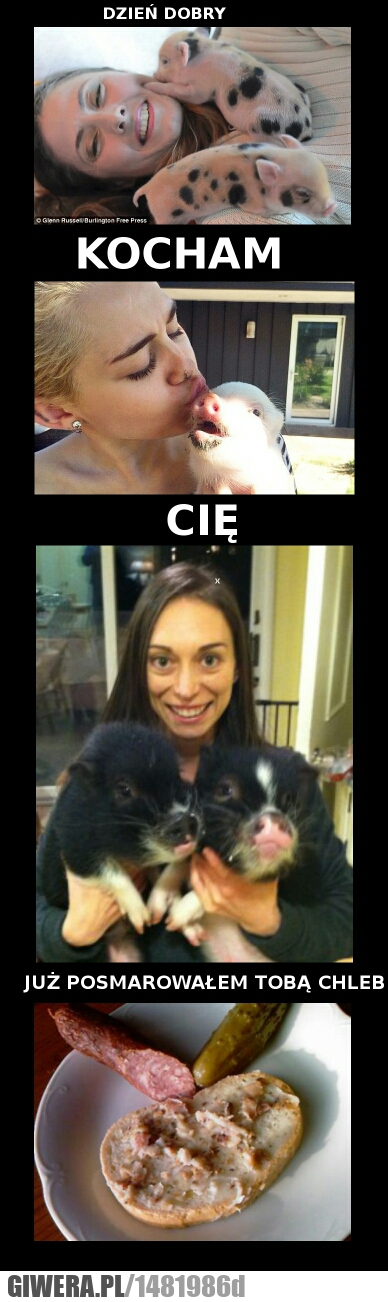 Dzień dobry,świnka,chleb,smalec,kiełbasa