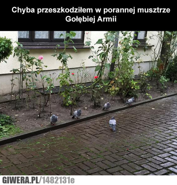 Gołębie,musztra
