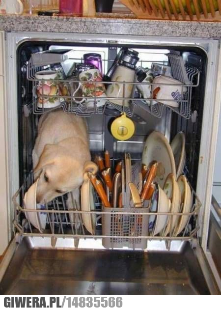 Zmywarka,Labrador