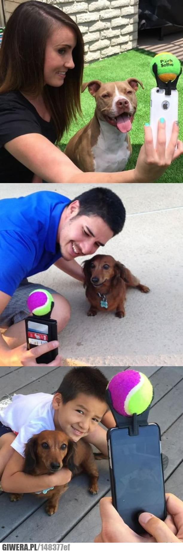 Pies,selfie,piłka