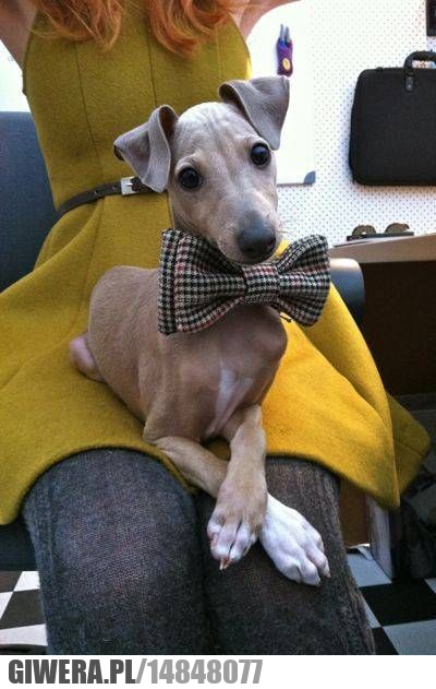 Uszanowanko,śmieszny piesek, muszka