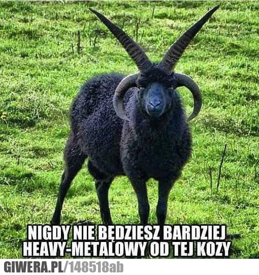 Koza,Heavy Metal