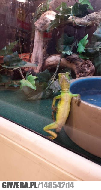 Uszanowanko,Jaszczurka