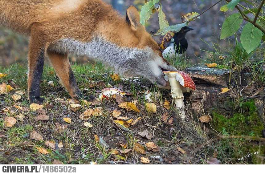 Lis,grzyb,Muchomor czerwony