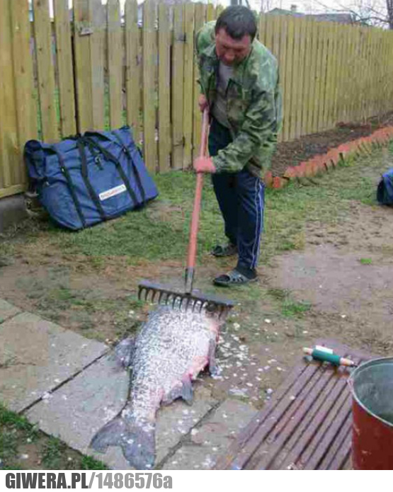 Skrobanie,grabie,wędkarz