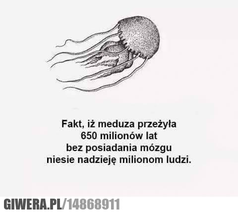 Meduza,mózg