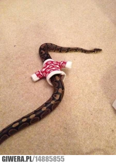 wąż,ubranie