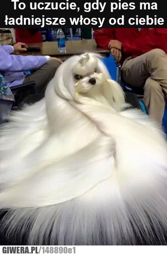 Pies,włosy