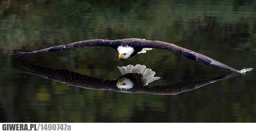 Orzeł Bielik,jezioro,odbicie