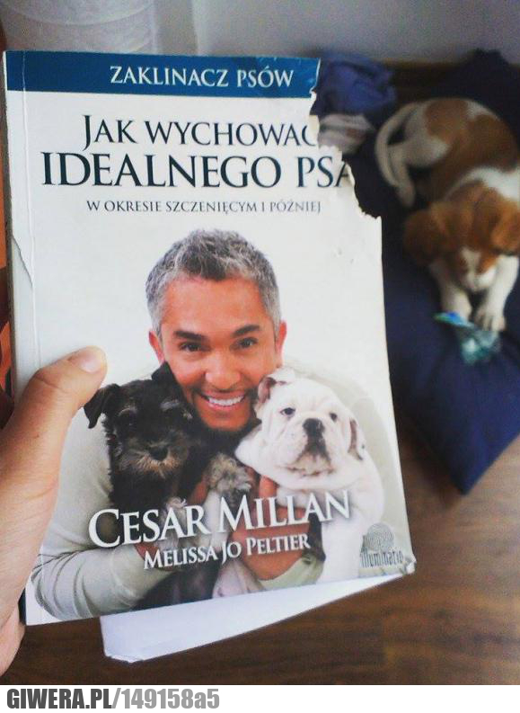 Zaklinacz psów,książka